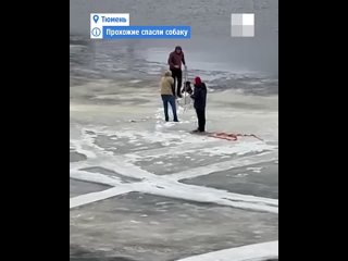 Тюменцы вышли на лед, чтобы спасти тонувшую собаку