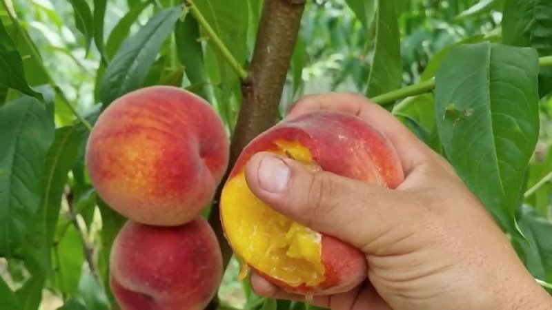 Персик карликовый описание сорта фото Персик карликовый описание сорта фото
