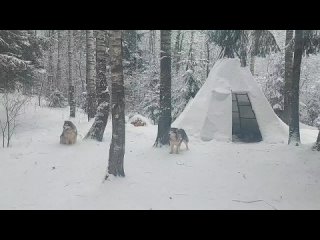 Фотозона с хаски ! Экскурсия к северным ездовым собакам   , маламутам , якутским лайками и хаски .