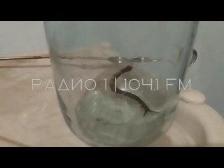 В Рыбнице в частном домовладении граждане обнаружили сколопендрию крымскую