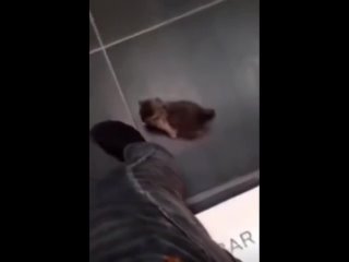 котенок быстро лезет по ноге