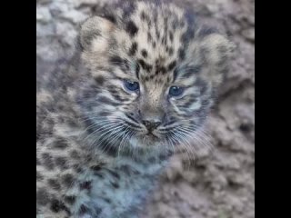 Video by SanDiegoZoo