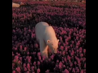 Белый медведь в цветущей тундре