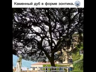 Как приятно оказаться в жаркую знойную погоду под зонтиком, а если это целое дерево-зонт, то вдвойне приятно.   На... (видео)