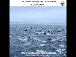 Дельфины обладают уникальными интеллектуальными особенностями, а также любознательностью и доброжелательным отношением... (видео)