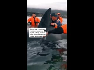 😇 спасение детёныша косатки 🐋