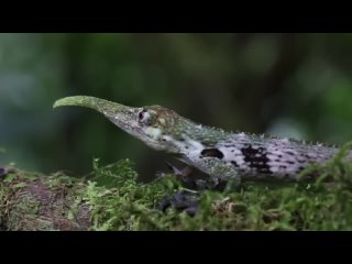 Хоботный анолис (лат. Anolis proboscis)  вид ящериц из семейства анолисовых, эндемик Эквадора.