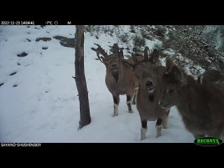 Сибирские горные козлы в Саяно-Шушенском заповеднике пытались что-то рассказать на камеру