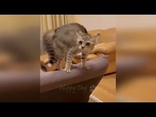 Funny animals - Funny cats _ dogs - Funny animal videos _ Best videos of January