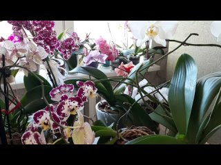 Цветущий февромарт 💙 мои орхидеи фаленопсисы