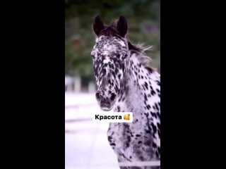 Кнабструппер – невероятно красивая порода - Проект «Дача, дом и домашние животные»