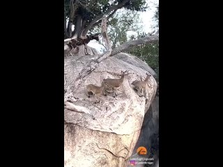 Гиеновидные собаки пытаются достать антилоп-прыгунов