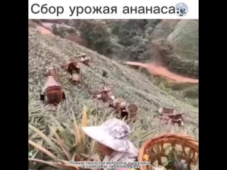 Ананас относится к многолетнему  растению, которое произрастает в основном на Гавайских островах.   Сбор урожая... (видео)