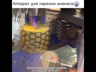 После сбора урожая, ананасы поступают в магазины и пользуются у покупателей хорошим спросом из-за своего ароматного... (видео)