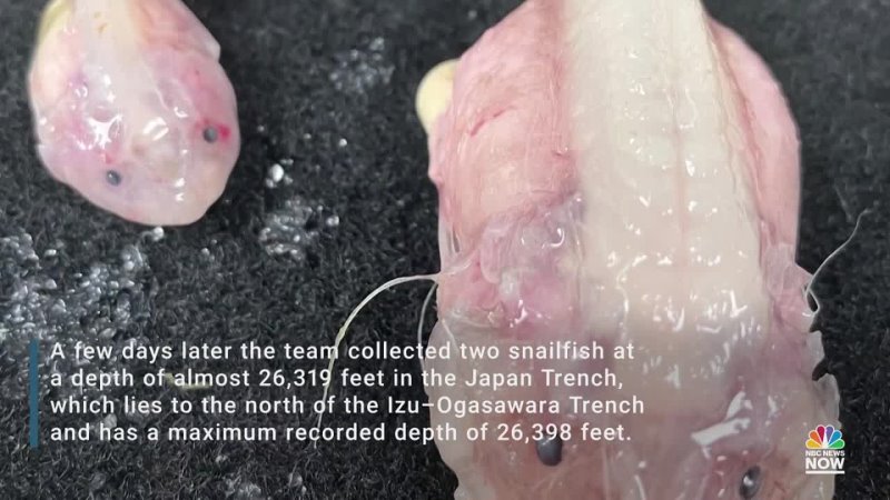 Deepest ever fish filmed off Japan by