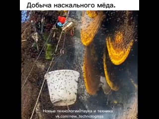 Археологи утверждают, что были найдены раскопки, где находили мёд датированный более пяти тысяч лет назад.   Раньше... (видео)