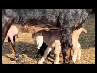 англонубийские козлята