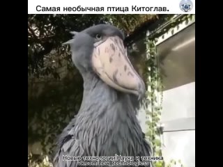 Знакомьтесь, вашему вниманию представлена одна из самых удивительных птиц на планете под названием китоглав.   Её... (видео)