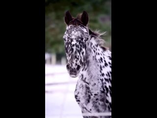 Кнабструппер - датская порода лошадей с необычной окраской шерсти.