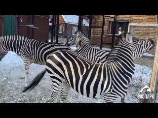 Наступает белая полоса: зебра Зара из челябинского зоопарка стала принимать ухаживания самца Анри