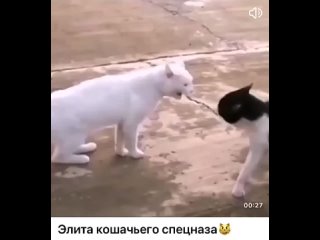 Элита кошачьего спецназа
