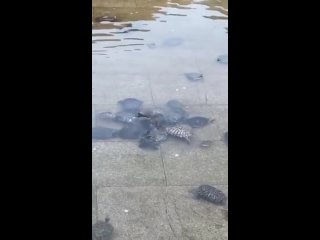 Черепахи демонстрируют удивительную способность к взаимопомощи