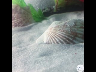 Натуральный грунт MARIENS Мальдивский песок светлый, 2,5 кг, размер фракции: 0,1-0,4 мм, грунт для аквариума
