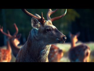 Animal Kingdom 12K HDR 120fps Dolby Vision with Calming Music