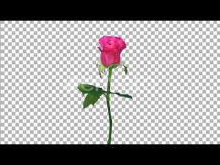 time-lapse-of-dying-pink-topaz-rose