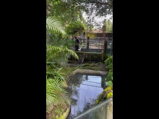 Как кормят крокодила 🐊 

📍Bali reptile park: Batubulan, Sukawati