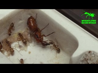 Camponotus castaneus после диапаузы