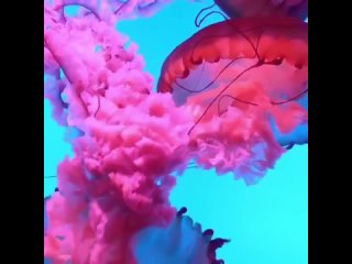 Розовые медузы