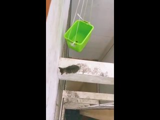 Cat stuck in a very high place