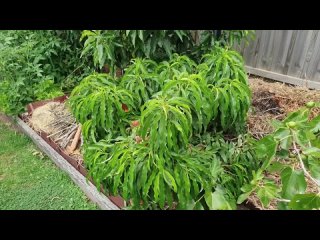 Карликовый персик Bonanza Dwarf  Россия | Small Gardens