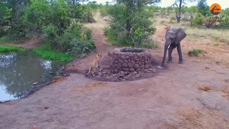 Слон брызгает водой на
