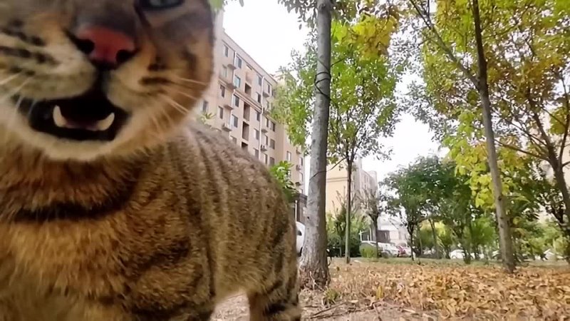 [douyinworld] Cat with GoPro fights and asserts dominance | Compilation