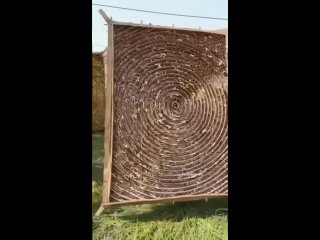 Вот так изготавливается шёлк. Видео не для слабонервных... (видео)