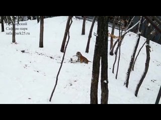Тигрица слепила огромный снежок в Приморье