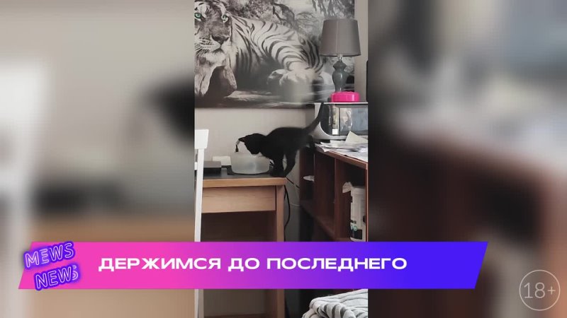 Mews News | Кошачья подборка