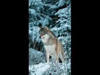 Волк 🐺 Интересный факт