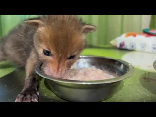 Люся спрыгнула с Влада и БЕГОМ ПОМЧАЛАСЬ домой, а мы со Степашкой пошли кормить лисят! 13 апр 2023