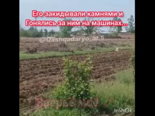 В Узбекистане застрелили краснокнижного медведя...