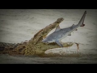 Крокодил съел акулу. Битва крокодил против акулы. Crocodile eats shark. Battle c