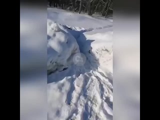 Негодяи сбили собаку, закинули подальше в снег и бросили там умирать