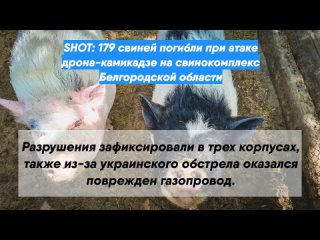 SHOT: 179 свиней погибли при атаке дрона-камикадзе на свинокомплекс Белгородской области