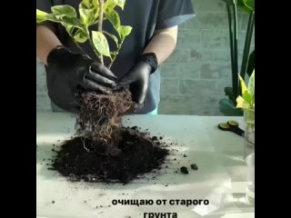 Омолаживаем растения
