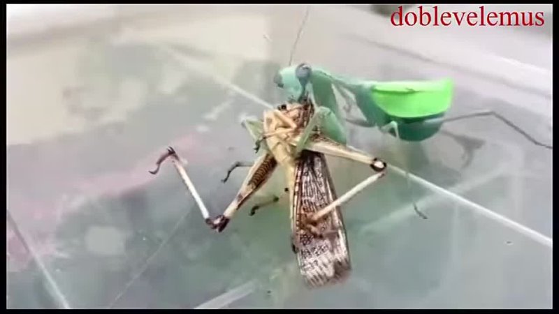 Mantis religiosa devora una langosta y al terminar ''se chupa los 