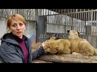 Львят Цезаря и Одиссея в мариупольском зоопарке выкормила собака ВандаМама-львица испытала огромный стресс при обстрелах