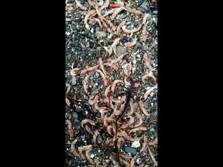 В Приморье на полуострове Ханган под Большим Камнем на берег массово выбросило креветки