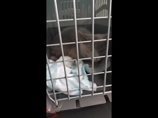 Видео от Помощь животным Мордовии